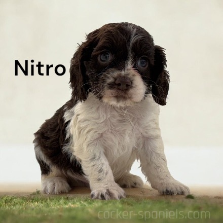 puppy, for, sale, Cocker Spaniel, Joe & Cherri  Overlease, dog, breeder, Miller, MO, dog-breeder, puppy-for-sale, forsale, nearby, find, puppyfind, locator, puppylocator, aca